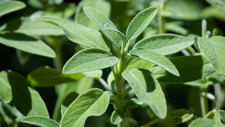 Sage Plant