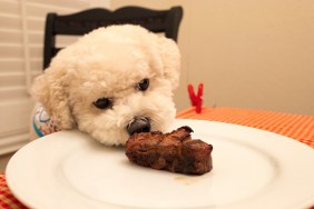 Close-up of cute domestic Bichon Frise dog wearing a bib, siting on a chair, and eating a large portion of grilled steak from a white plate on a table with a red table cloth, April 24, 2017.