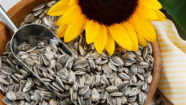 Nutritious sunflower seeds fill a wood bowl, accented with a metal scoop and yellow sunflower