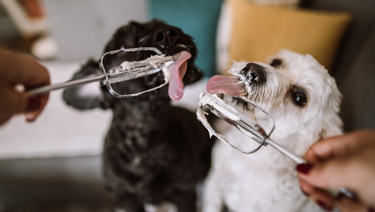 Hungry Dogs Licking Whipped Cream Out Of Electric Mixer Wire