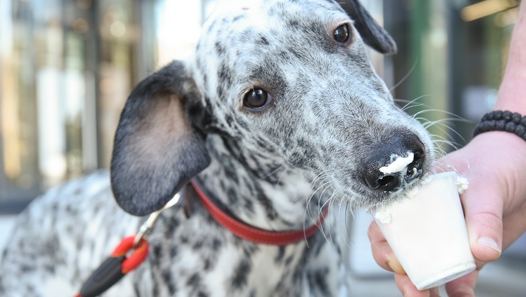 Dalmatian dog eating whipped cream for dogs. Dog eating treat from humans hand. White dog with dots eating cream and having it on muzzle. Small cup full off white cream. Dog licking white cream.