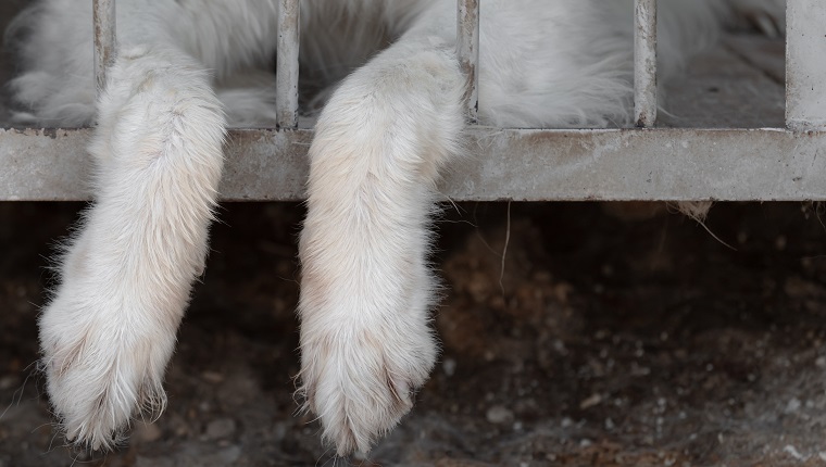 The dog's paws are hanging between the rods from the cage of the aviary. The concept of animal cruelty or pet irresponsibility. A dog abandoned in a dog shelter or animal shelter, copy space.