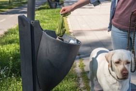 Young woman puts feces in bag in a garbage can she picked up after her pet dog a golden Labrador Retriever pooped on the street while walking him and to keep the streets of the city clean