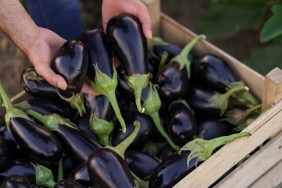 Farmer man is holding in his hands an apron with dark blue eggplants just picked from his garden. Concept of farming, organic products, clean eating, ecological production. Close up