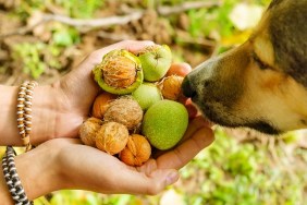 Harvesting with a dog walnuts in the autumn season. Walnut in the hand of a farmer. Selective focus