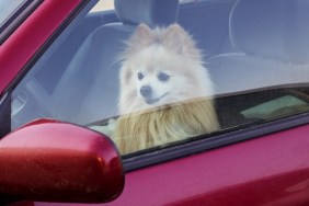 The dog is closed in the car, danger to pets in summer