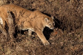 A cougar, prowls along a hillside