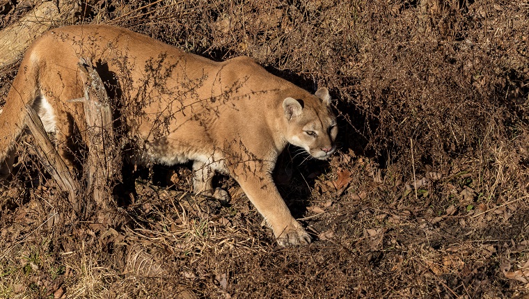 A cougar, prowls along a hillside