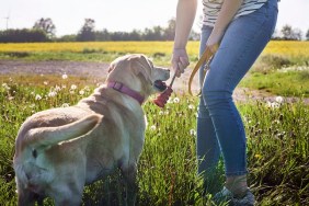 Young woman playing with her yellow Labrador retriever outdoors