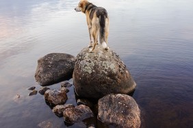 Watching the nature.