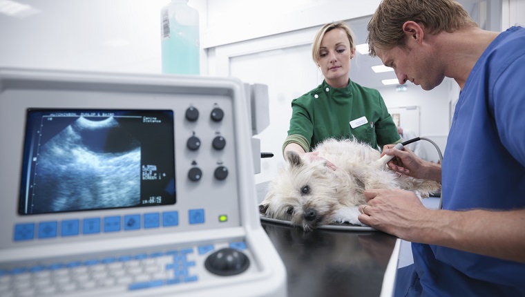 Veterinary nurse performing ultrasound on dog in veterinary surgery. Image on computer screen in foreground