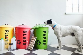 Dog standing next to metal bins color coded and labeled with plastic, glass and paper for recycling sitting on a black and white kitchen floor