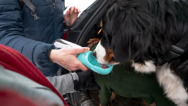 An over the shoulder view of an unrecognisable female couple walking their dogs for their dog walking business. They are giving the dogs a drink of water from a portable water bowl as they get them ready to go for a walk in the snow in Cramlington in a nature reserve.