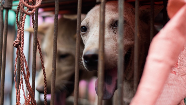 A dog looks out from its cage at a stall as it is displayed by a vendor as he waits for customers during a dog meat festival at a market in Yulin, in southern China's Guangin Yulin, in southern China's Guangxi province on June 22, 2015. The city holds an annual festival devoted to the animal's meat on the summer solstice which has provoked an increasing backlash from animal protection activists. AFP PHOTO / JOHANNES EISELE