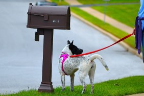 Dog Walking in Philadelphia Suburb