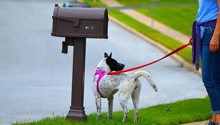 Dog Walking in Philadelphia Suburb