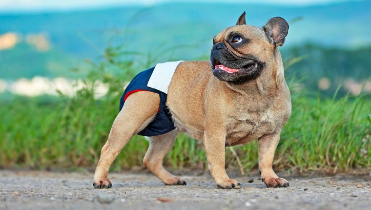 French Bulldog dog wearing fabric period diaper pants for protection