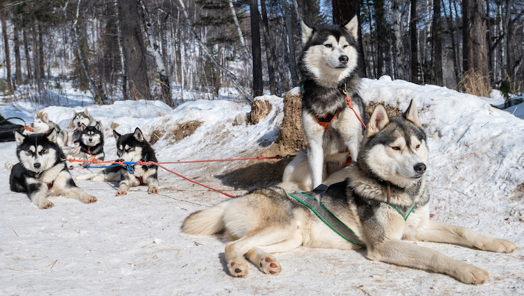 ancient siberian dog