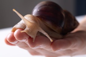 giant african snail