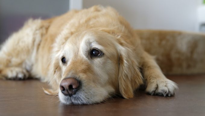 An older dog who may be more likely to suffer from dementia.