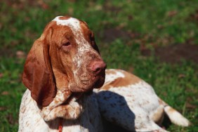 bracco italiano