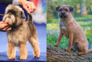 affen border terrier