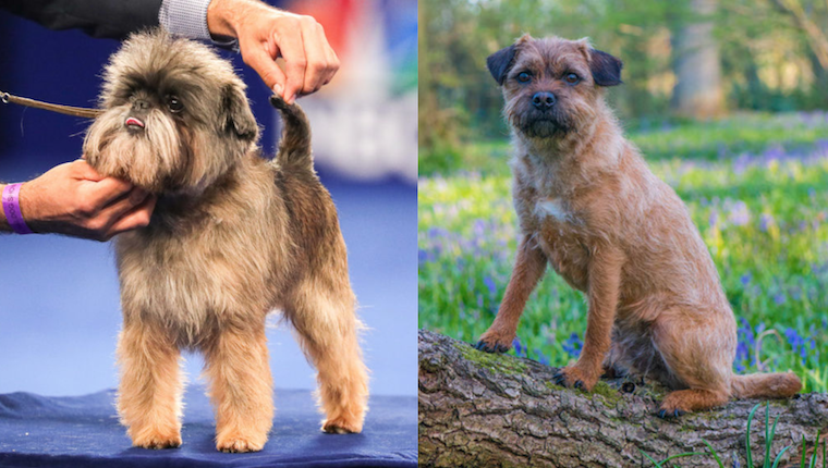 affen border terrier