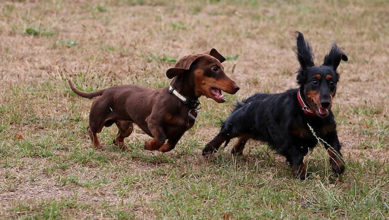 dachshund race