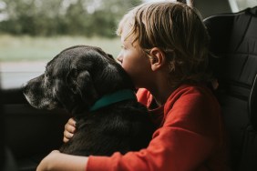 pets surrendered