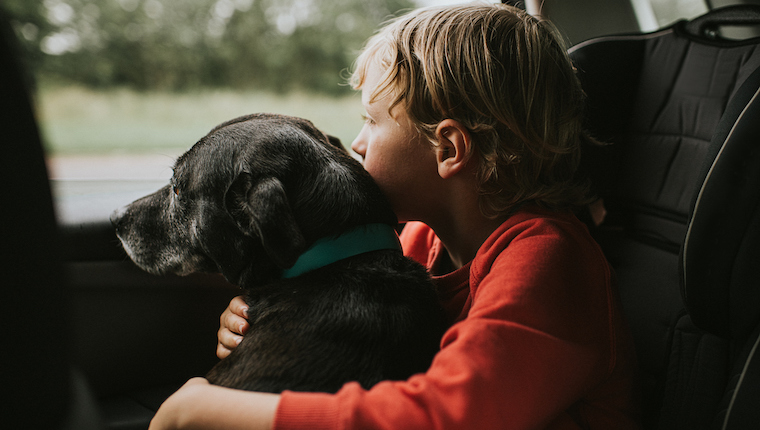 pets surrendered