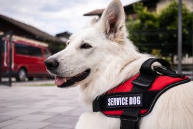 service dog