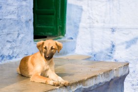 native dogs