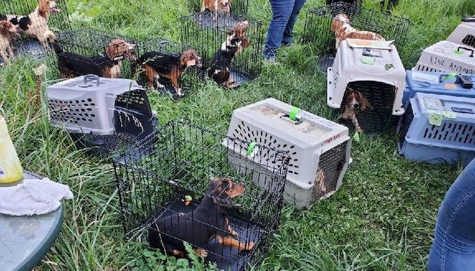 25 beagle mixes