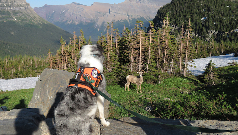 glacier national park