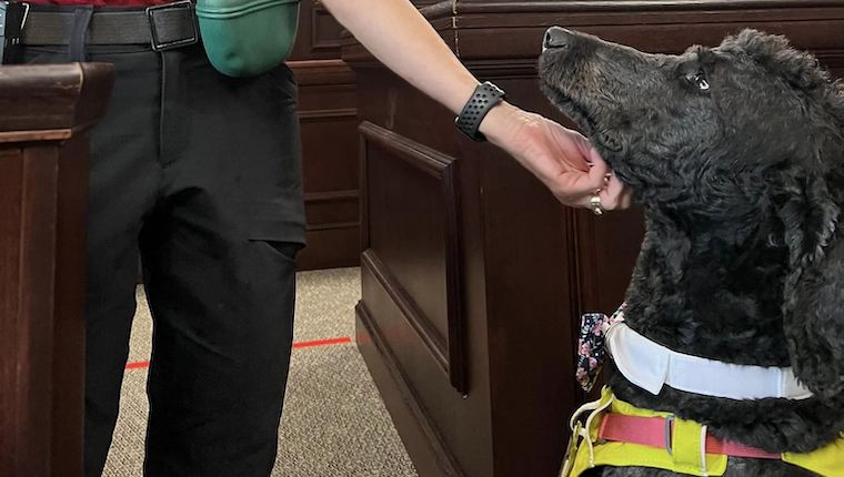 courthouse dog