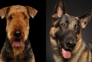 A collage of the parent breeds of the Airedale Shepherd, an Airedale Terrier and German Shepherd Dog.