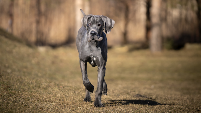 great dane