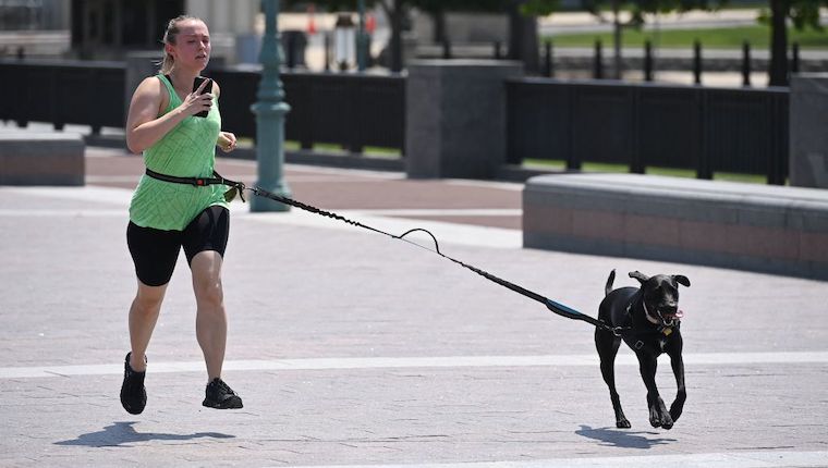 fit dogs