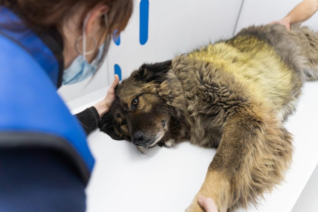 A dog is lying flat on an x-ray machine to be examined for his Glomerulonephritis. Next to him is his unrecognisable red-haired veterinarian with her back to him, who is touching his head to keep him calm.