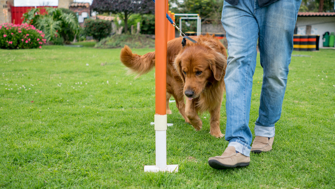 regulations dog trainers