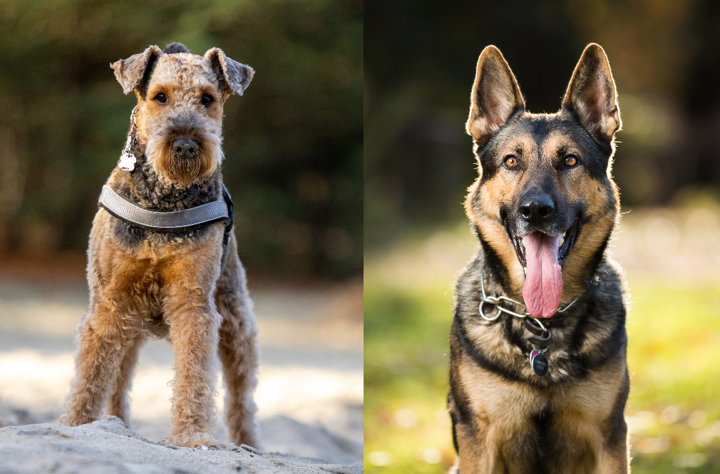 airedale shepherd