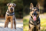 airedale shepherd