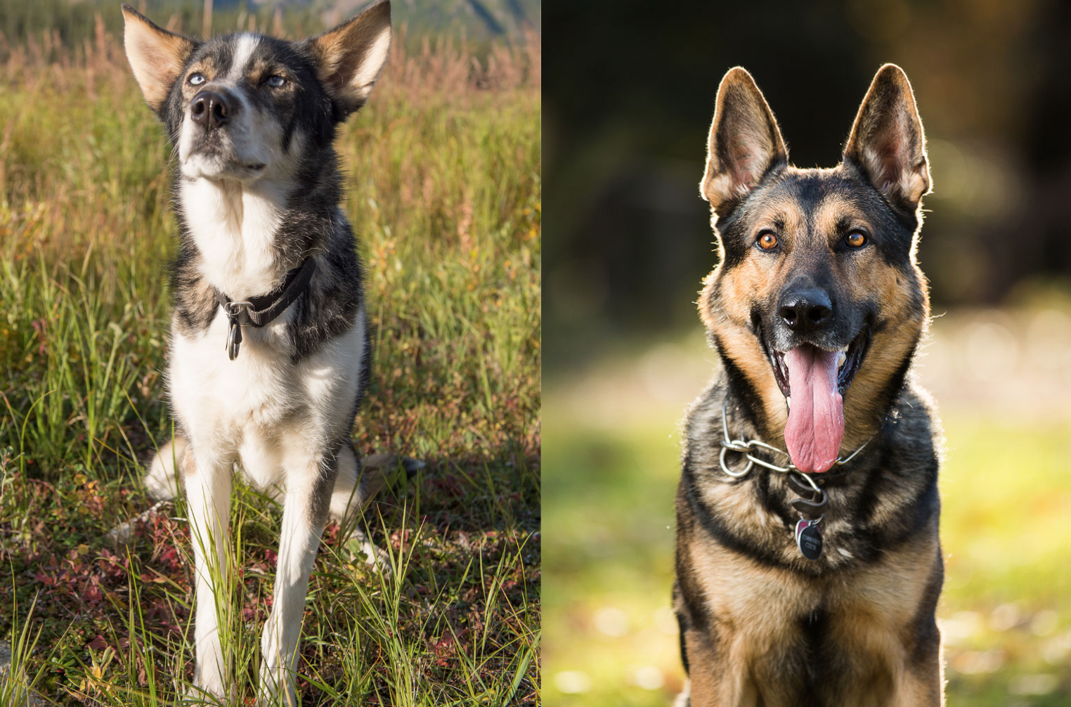 alaskan husky shepherd