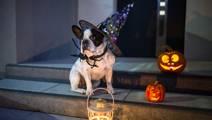 trick-or-treaters