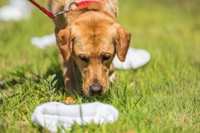 sniffer dogs