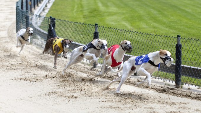 greyhound racing