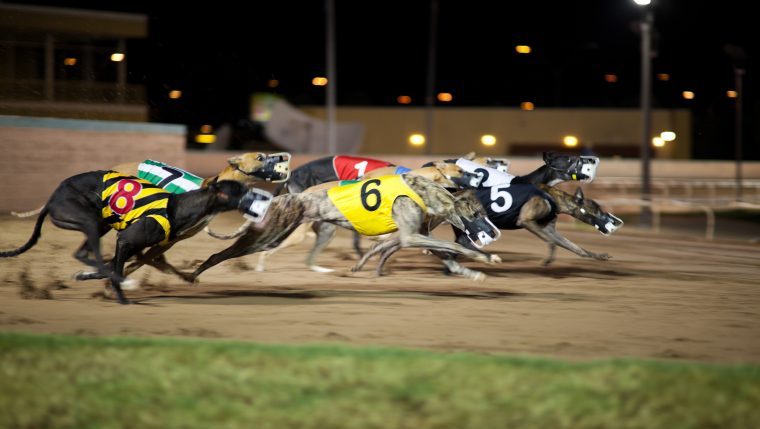 greyhound racing