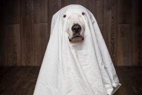 dog halloween costumes