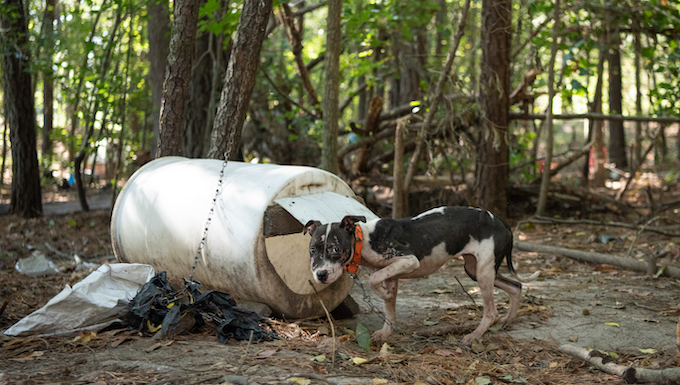 dogfighting