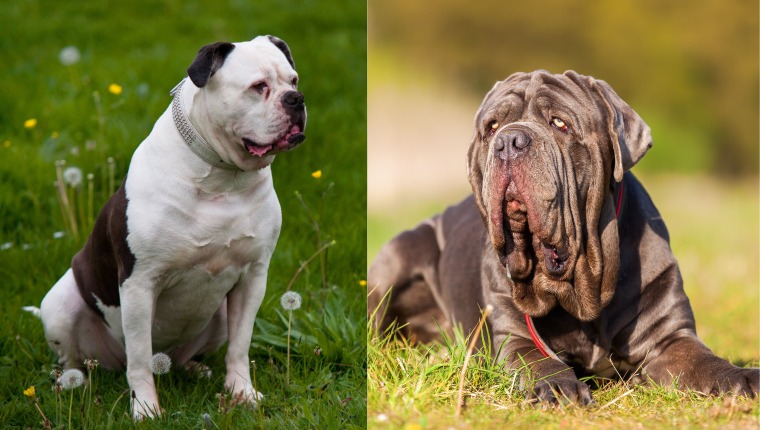 American Molossus parent breeds American Bulldog and Neapolitan Mastiff